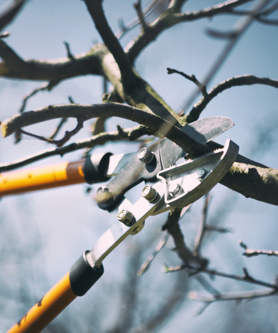 Tree Pruning